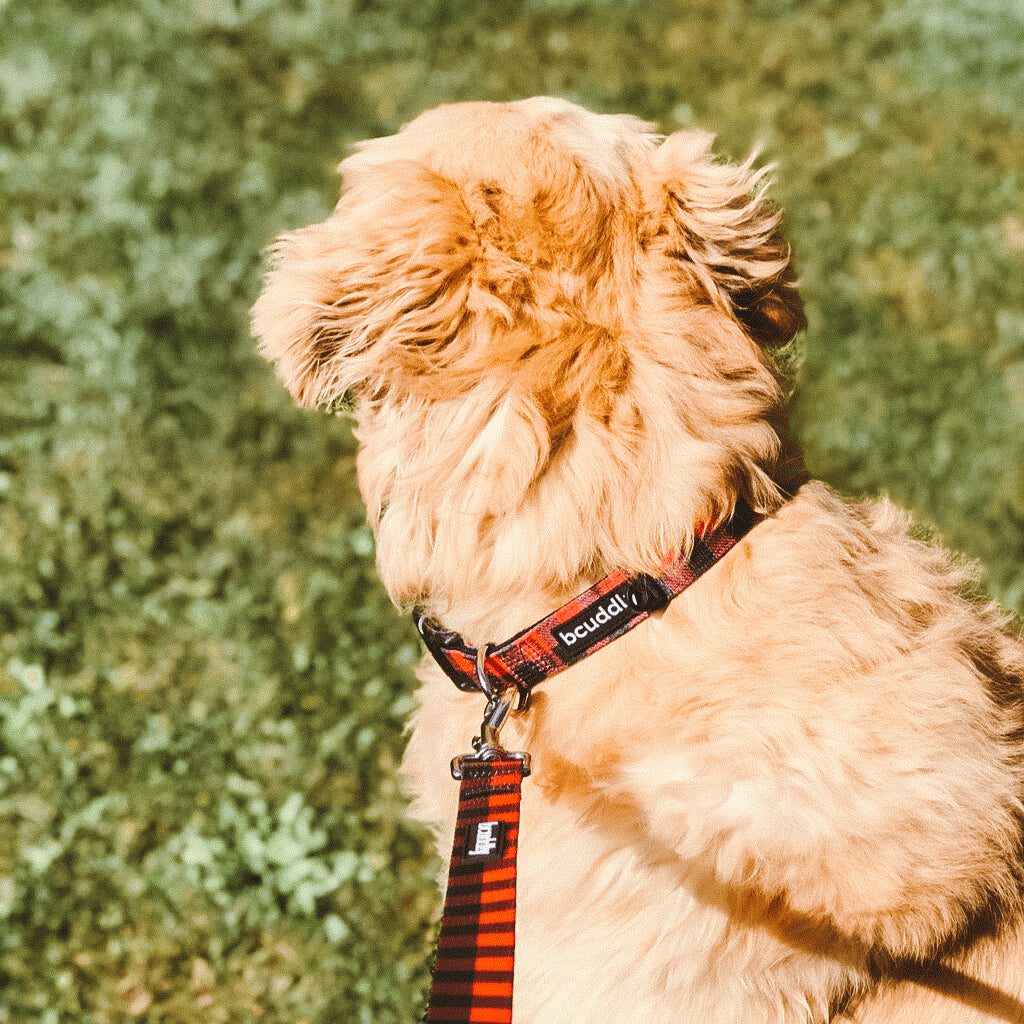 Dog Collar - Red Plaid Classic