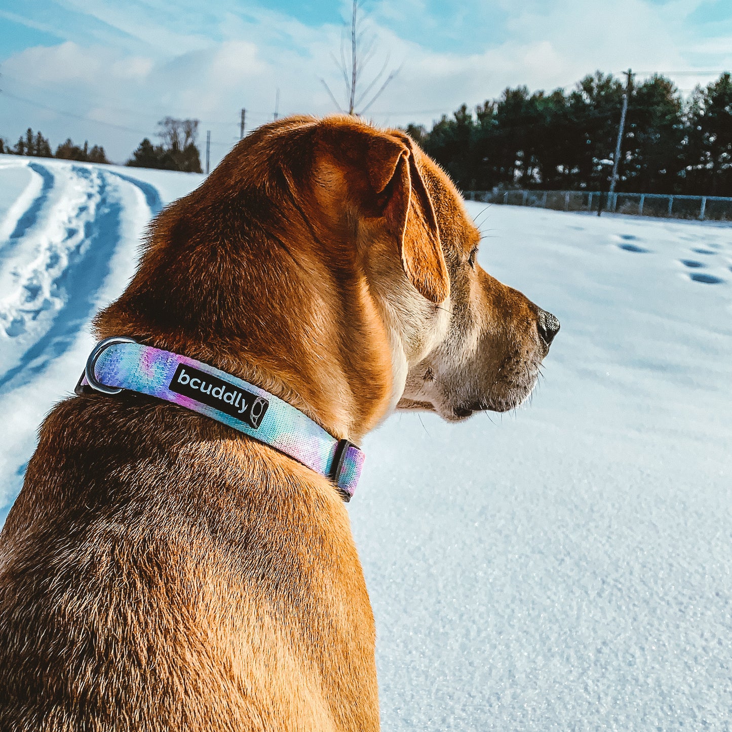 Dog Collar - Tie Dye