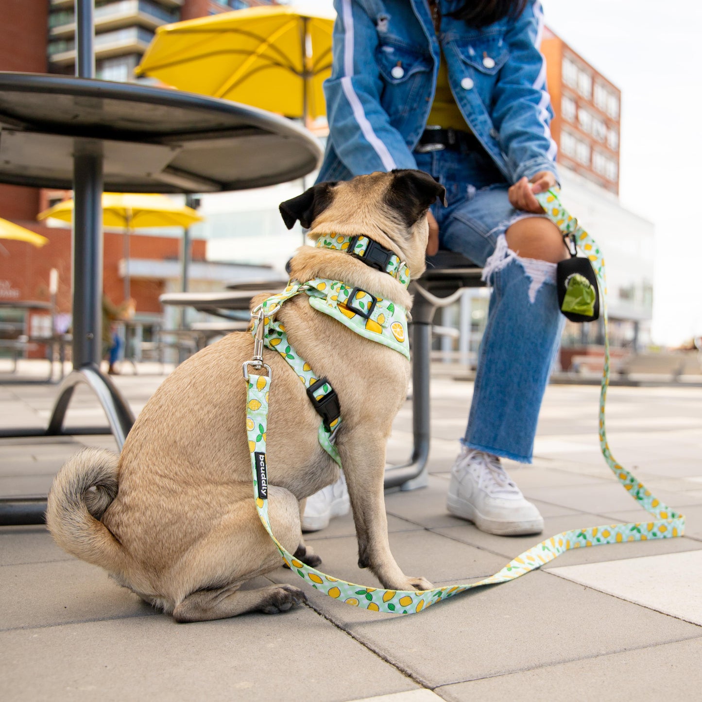 Dog Leash - Lemons (6ft)