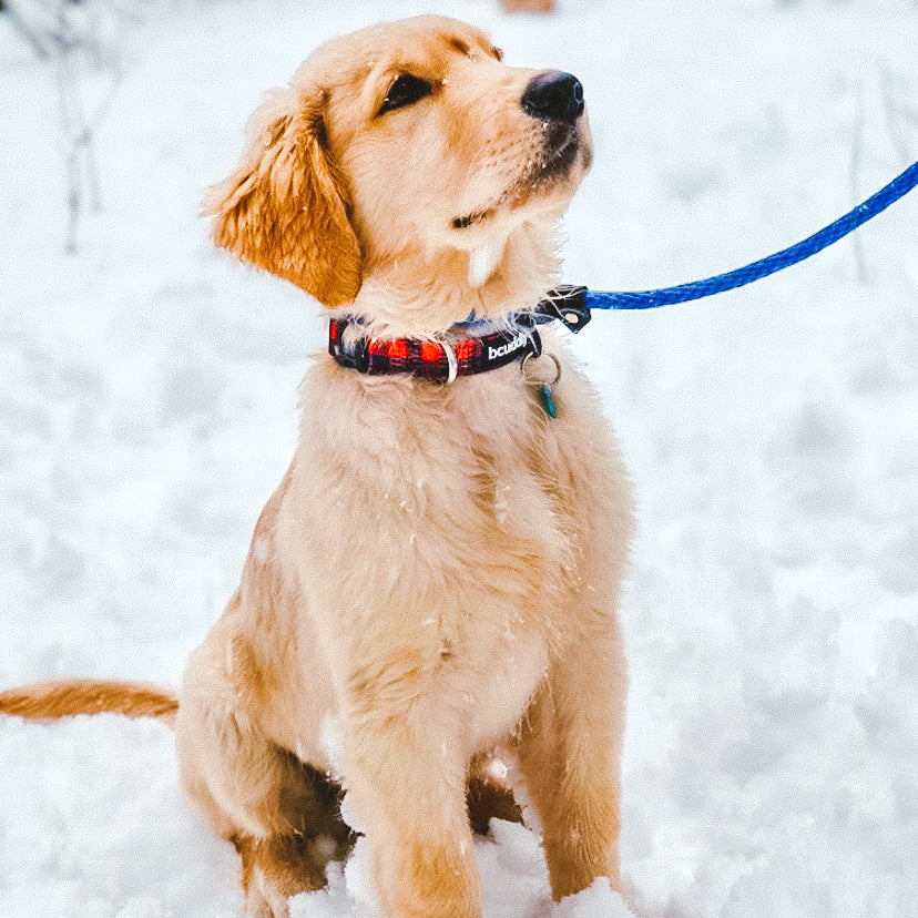 Dog Collar - Red Plaid Classic