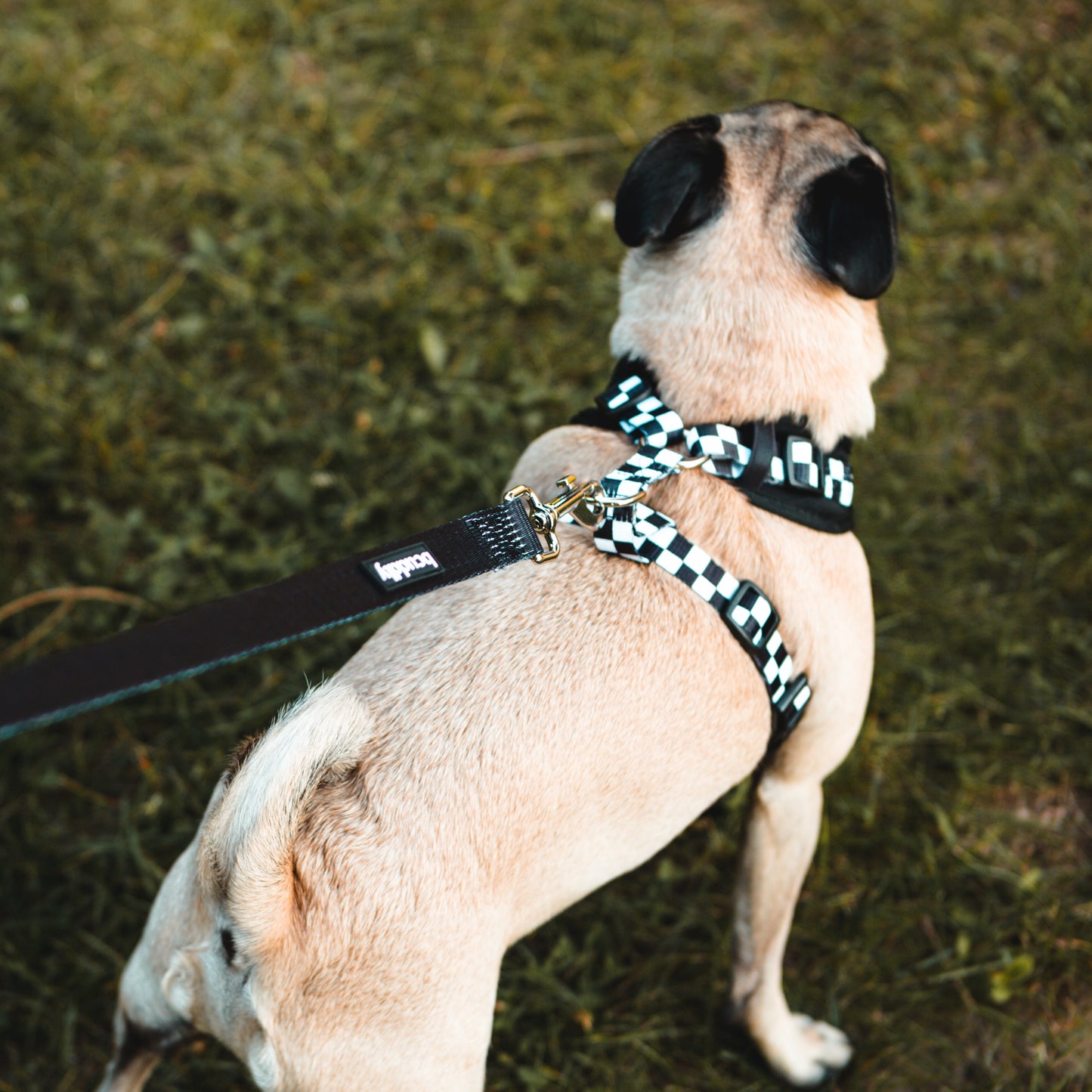 Control Dog Harness - Black