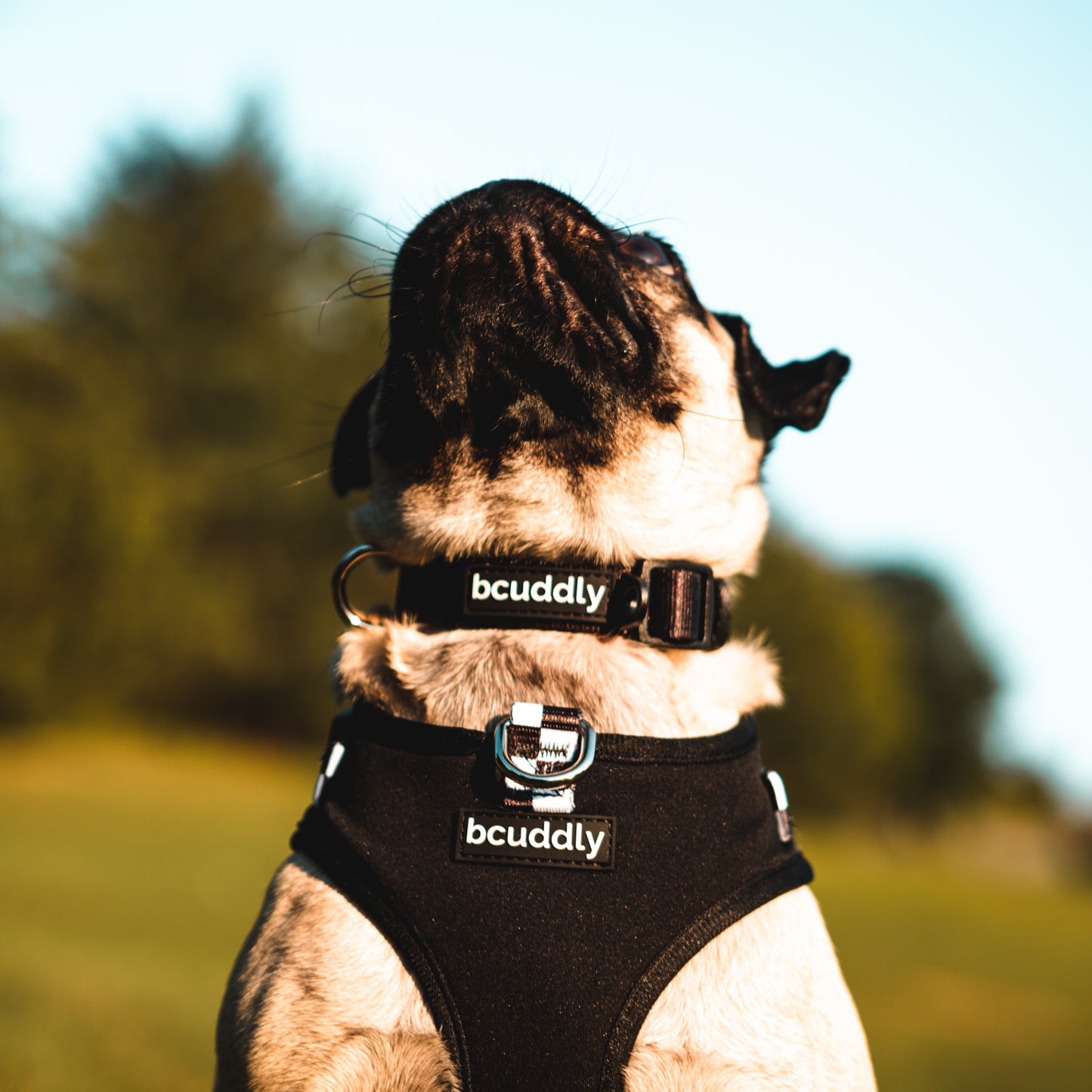 Dog Collar - Black
