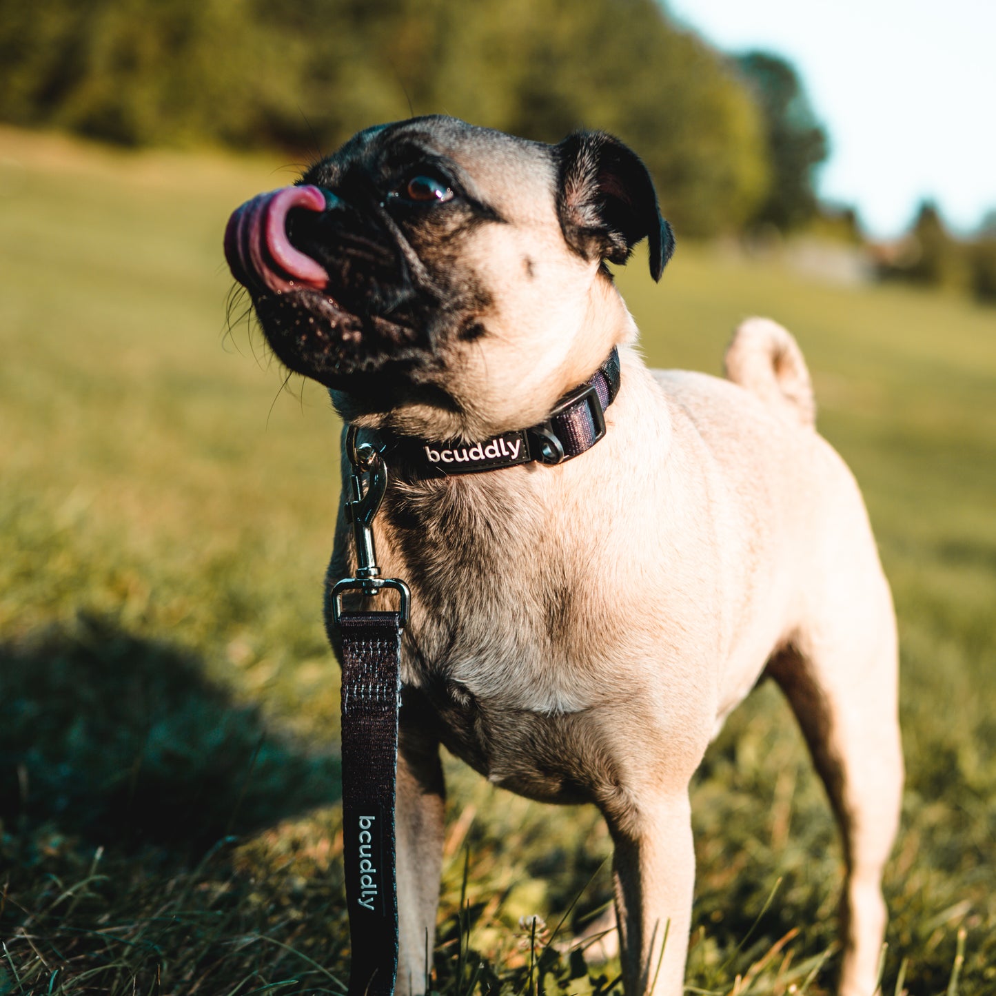 Dog Collar - Black