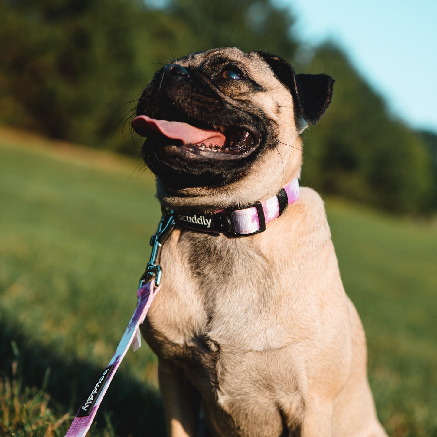 Dog Collar - Blush Pink