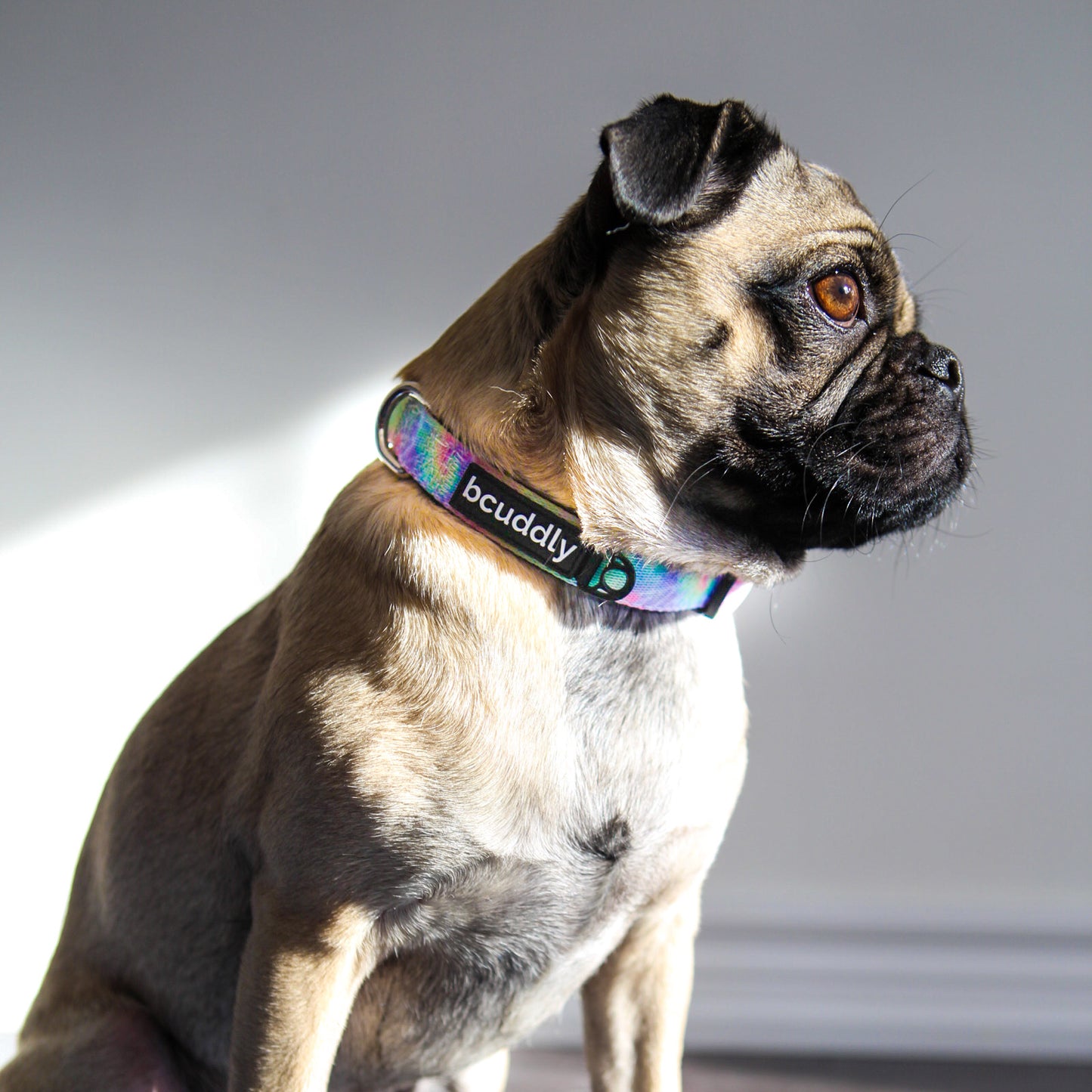 Dog Collar - Tie Dye