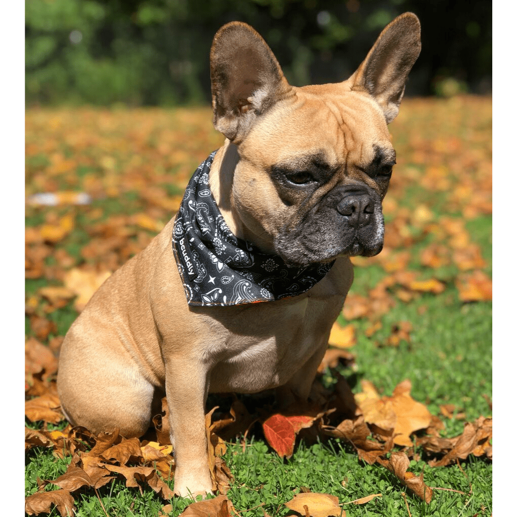 Dog bandana - Red Plaid Classic