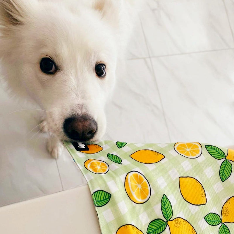 Dog bandana - Lemons