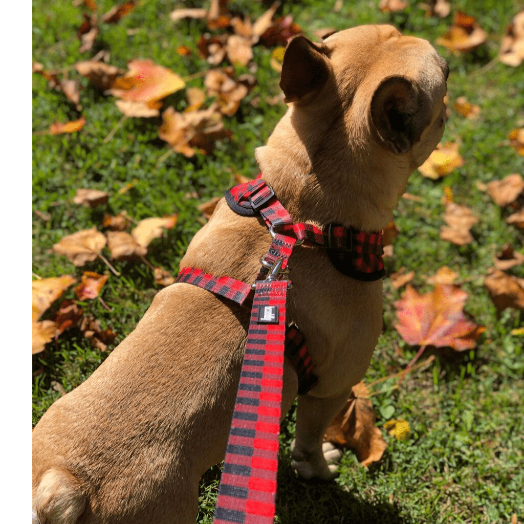 Dog Leash - Red Plaid Classic (6ft)