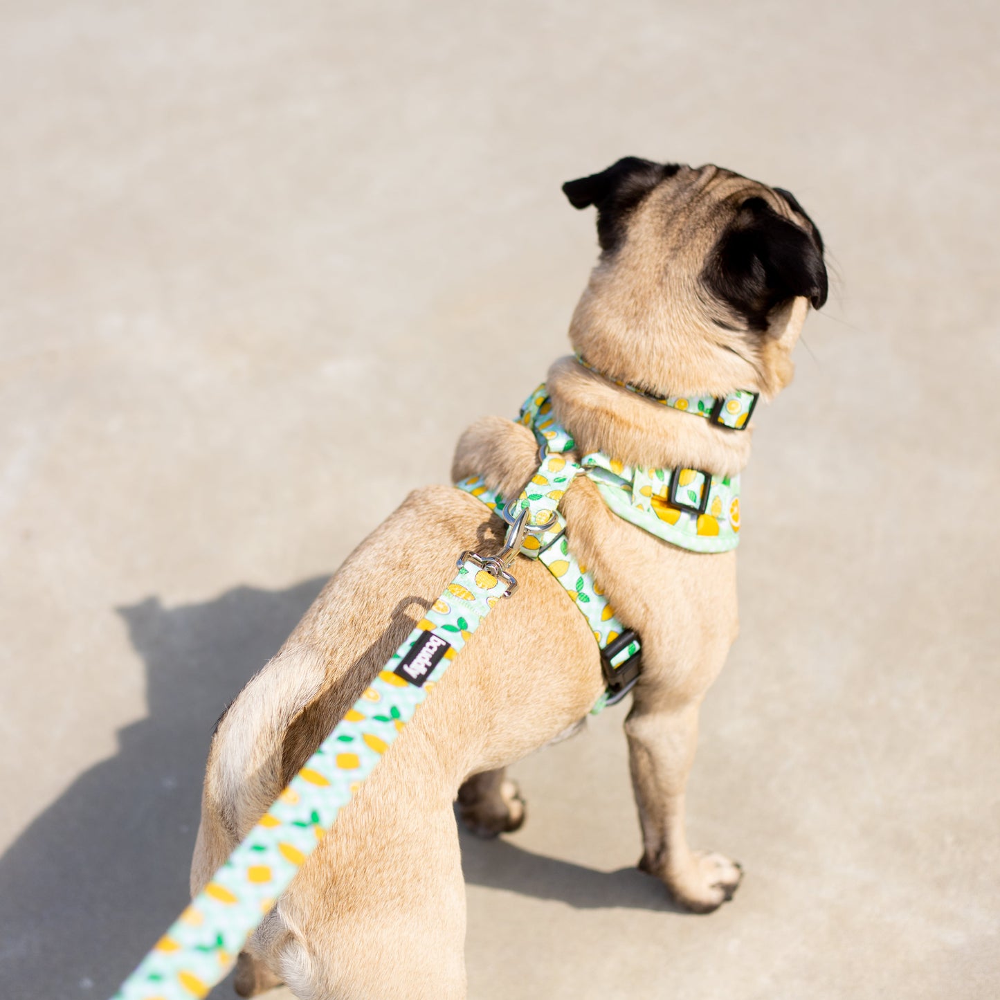 Control Dog Harness - Lemons