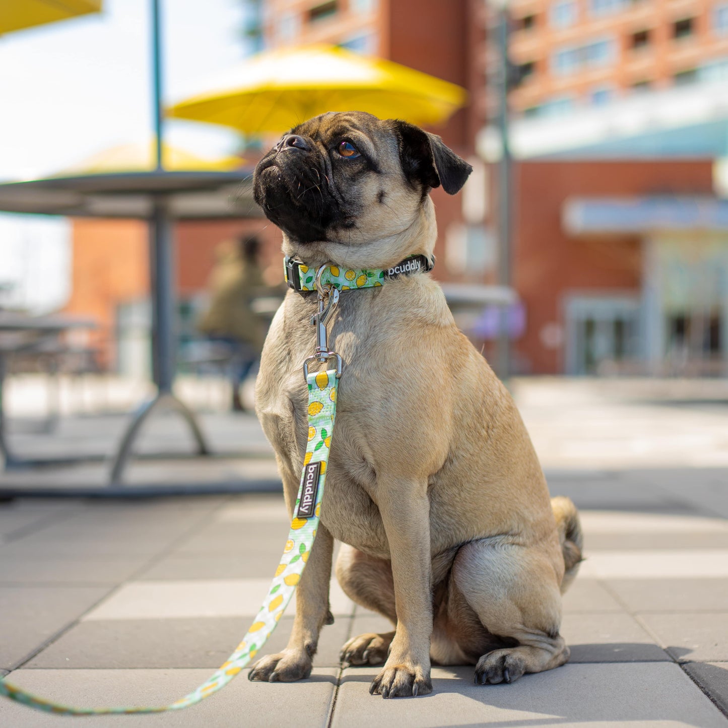 Dog Collar - Lemons