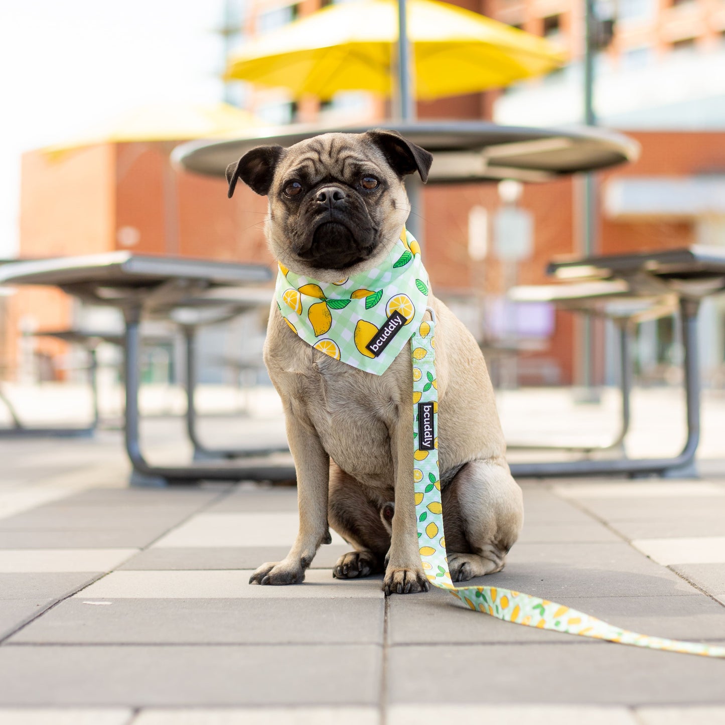 Dog bandana - Lemons