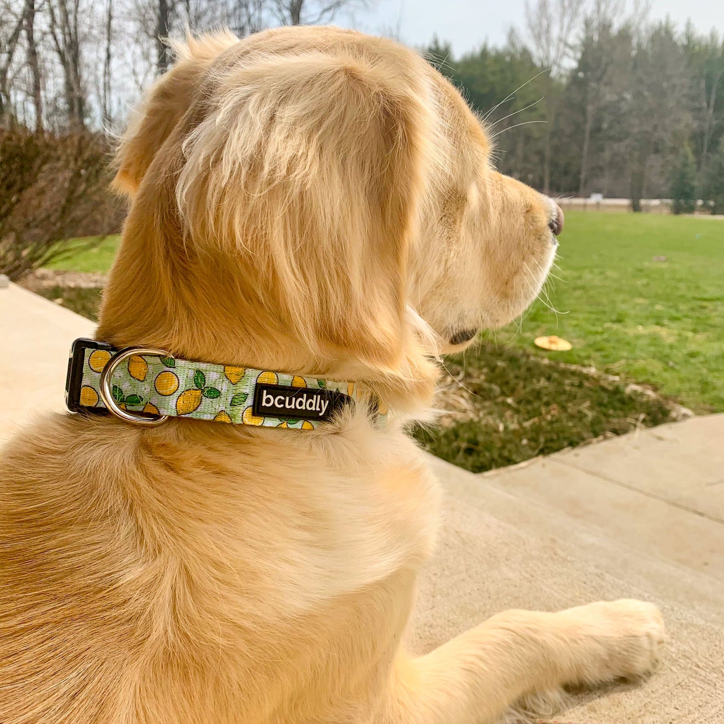 Dog Collar - Lemons