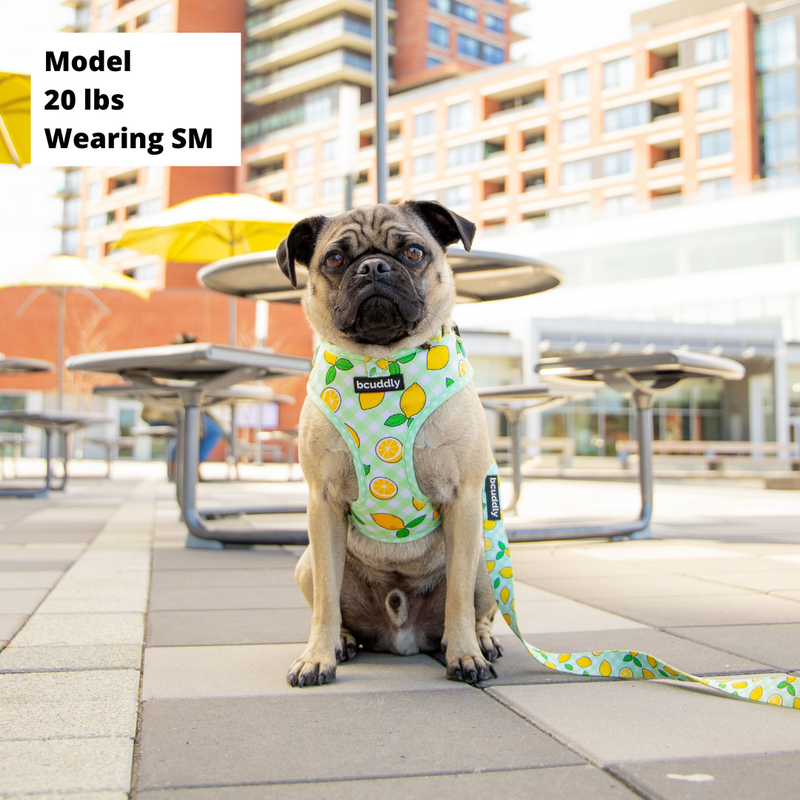 Dog clearance control harness